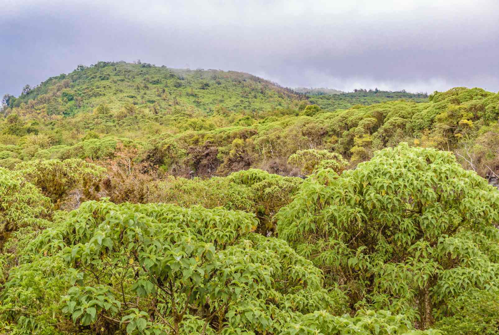 La Facturación Electrónica en Ecuador está salvando los bosques