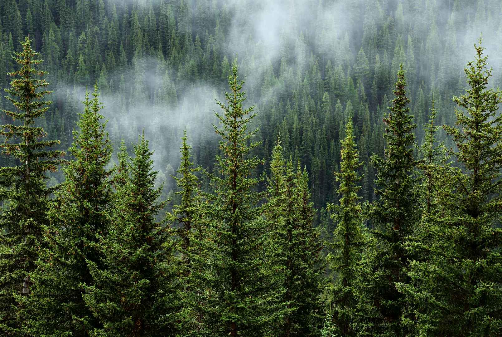 Facturación electrónica, un sistema que contribuye al medio ambiente