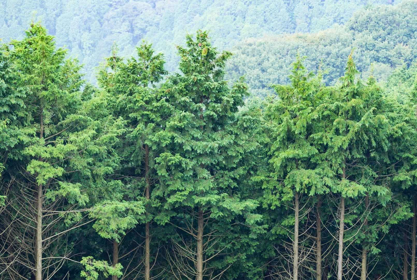 La facturación electrónica, una alternativa que cuida el medio ambiente